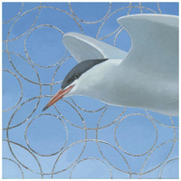 Common Tern -Paper Art-20"x20"