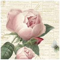 Roses in Paris V -Paper Art-26"x26"