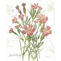 January Dianthus on White -Paper Art-18"x22"