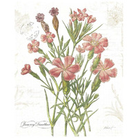 January Dianthus on White -Paper Art-22"x26"