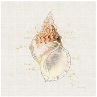 Shell Collector III -Paper Art-26"x26"