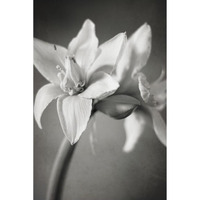 White Amaryllis I -Paper Art-34"x50"