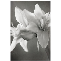 White Amaryllis II -Paper Art-18"x26"