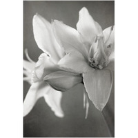 White Amaryllis II -Paper Art-42"x62"