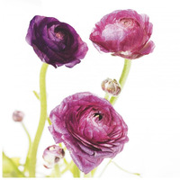 Spring Ranunculus I -Paper Art-26&quotx26"