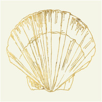 Coastal Breeze Shell Sketches V -Paper Art-20"x20"