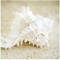 Seashore Shells II -Paper Art-20"x20"