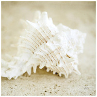 Seashore Shells II -Paper Art-26"x26"