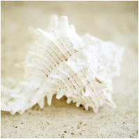 Seashore Shells II -Paper Art-32"x32"