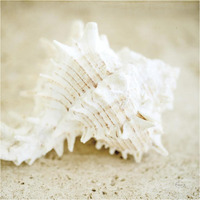 Seashore Shells II -Paper Art-38"x38"