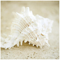 Seashore Shells II -Paper Art-42"x42"