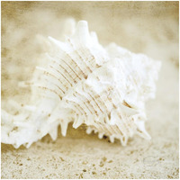 Golden Seashore Shells -Paper Art-32&quotx32"