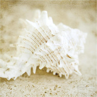 Golden Seashore Shells -Paper Art-38"x38"