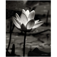 Lotus Flower VII -Paper Art-22"x26"