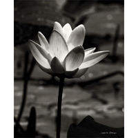 Lotus Flower VII -Paper Art-24"x30"