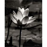 Lotus Flower VII -Paper Art-30"x37"