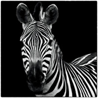 Zebra II Square -Paper Art-20"x20"