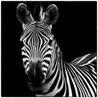 Zebra II Square -Paper Art-26"x26"