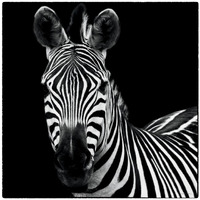 Zebra II Square -Paper Art-32"x32"