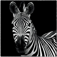 Zebra II Square -Paper Art-42"x42"