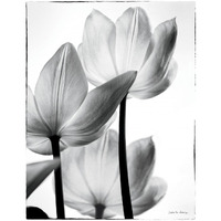 Translucent Tulips III -Paper Art-14&quotx18"