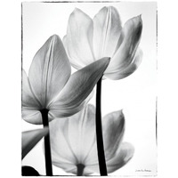 Translucent Tulips III -Paper Art-20&quotx26"