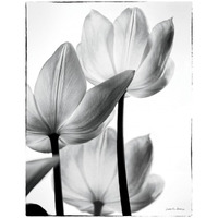 Translucent Tulips III -Paper Art-32&quotx42"