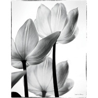 Translucent Tulips III -Paper Art-38"x50"