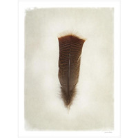 Feather III -Paper Art-20"x26"