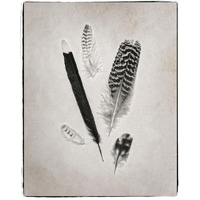 Feather Group II - BW -Paper Art-30"x37"