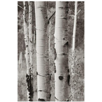 Aspens II -Paper Art-18"x26"