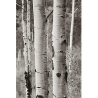 Aspens II -Paper Art-26"x38"