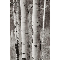 Aspens II -Paper Art-34&quotx50"