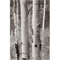 Aspens II -Paper Art-42&quotx62"