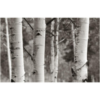 Aspens  IV -Paper Art-62"x42"