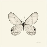 Butterfly I - BW -Paper Art-20"x20"