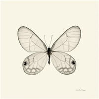 Butterfly I - BW -Paper Art-26"x26"