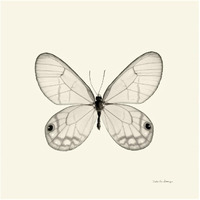 Butterfly I - BW -Paper Art-32"x32"