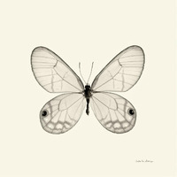 Butterfly I - BW -Paper Art-38"x38"