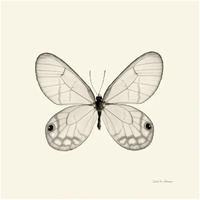 Butterfly I - BW -Paper Art-42"x42"