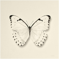 Butterfly II - BW -Paper Art-20"x20"