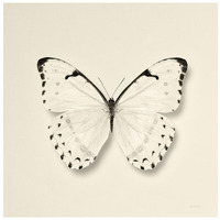 Butterfly II - BW -Paper Art-26"x26"