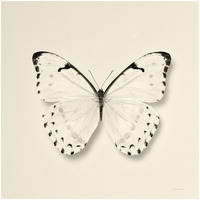 Butterfly II - BW -Paper Art-32"x32"