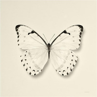 Butterfly II - BW -Paper Art-38"x38"