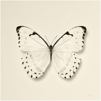 Butterfly II - BW -Paper Art-42"x42"