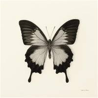 Butterfly III - BW -Paper Art-20"x20"