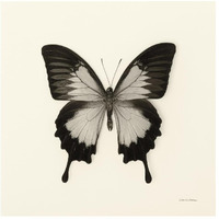 Butterfly III - BW -Paper Art-26"x26"