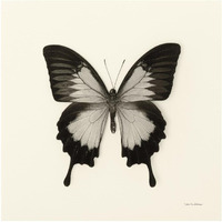 Butterfly III - BW -Paper Art-32"x32"