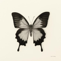 Butterfly III - BW -Paper Art-38"x38"