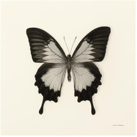 Butterfly III - BW -Paper Art-42"x42"